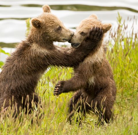Two Kodiak bear cubs with noses touching and paws up
