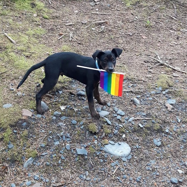 a black puppy holding a rainbow flag in its mough