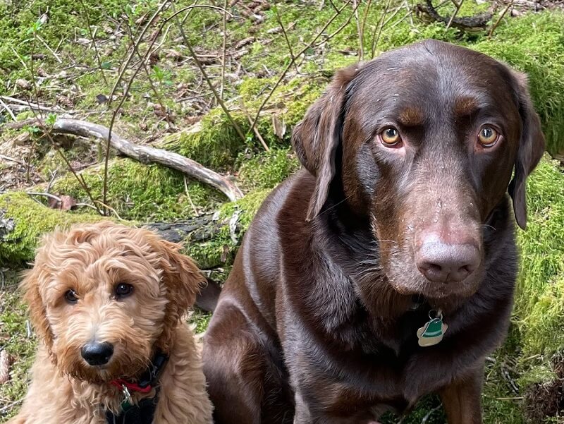 two dogs standing in the woods