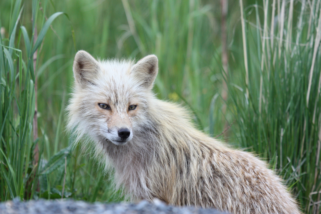 Fox in the grass