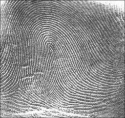 Fingerprints of Anna Timiriova