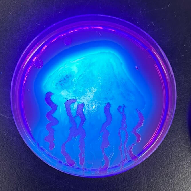 glowing petri dish with a jellyfish design