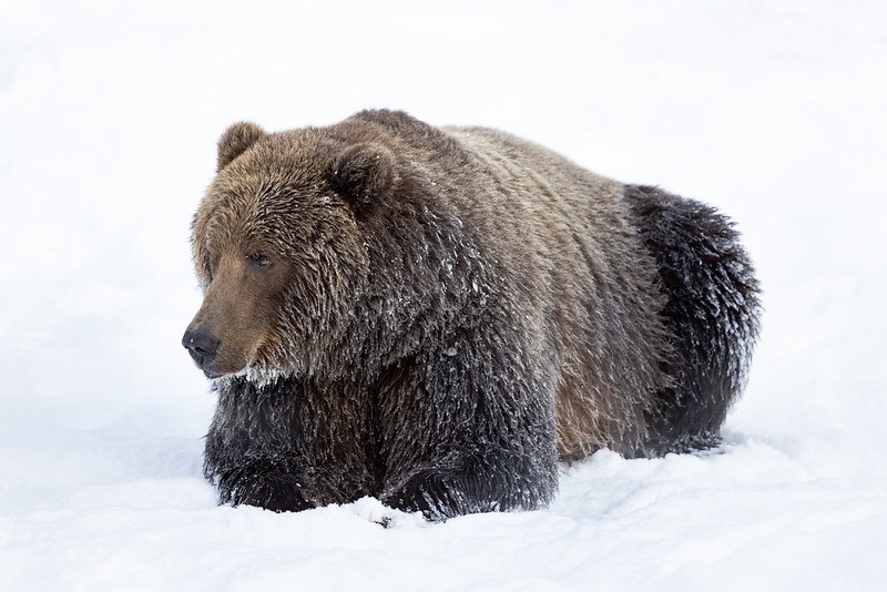 kodiak bear in the snow