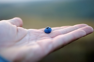 a single blueberry in the palm of a hand