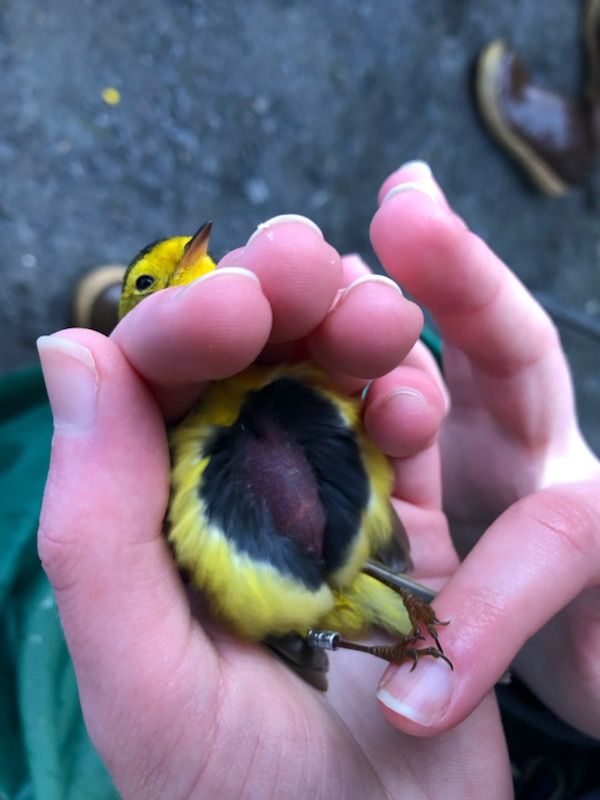 close up of a brood patch on a yellow and black songbird