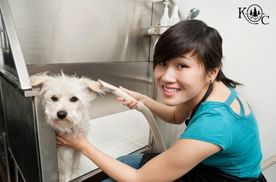 Woman bathing a dog in a sink