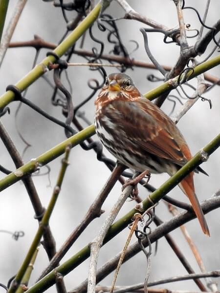 fox sparrow perched in a tree