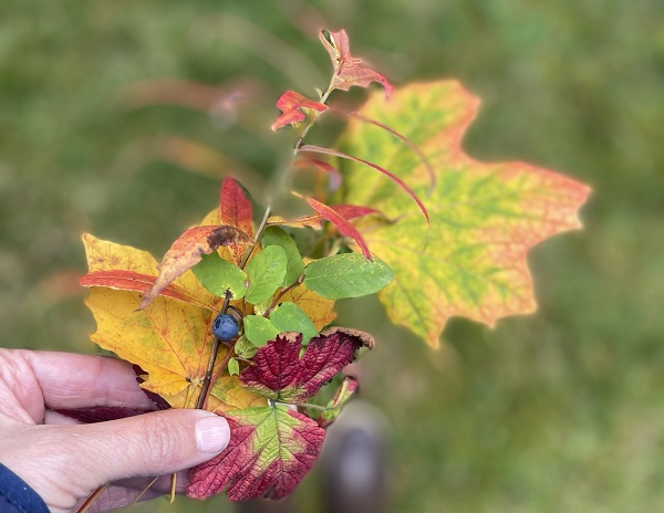 person holding fall leaves and a berry