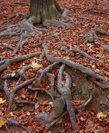 Tree with above ground roots