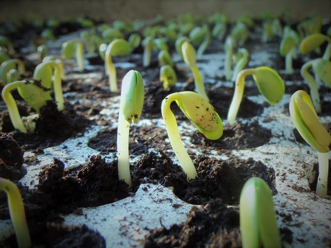 seedlings growing out of soil