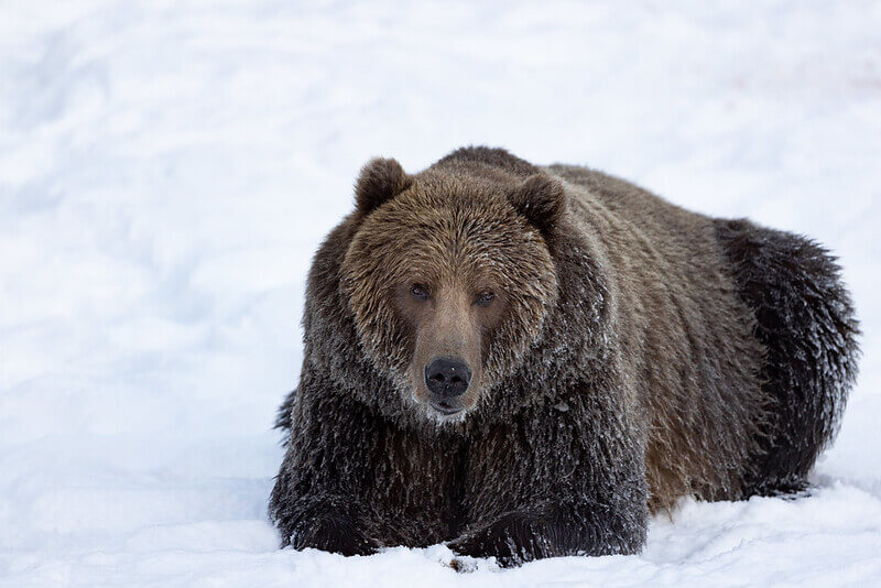 bear laying in the snow
