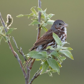 A small songbird perced in a bush