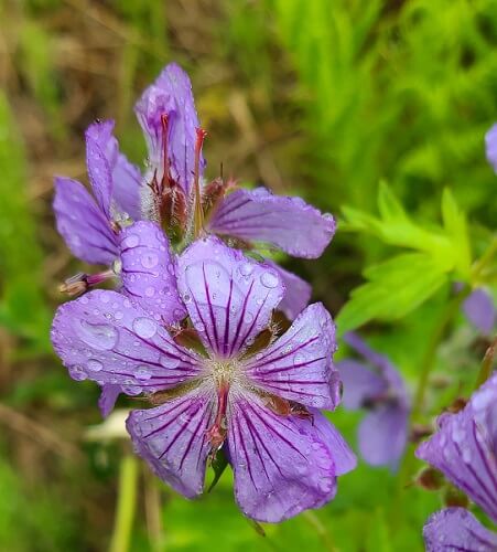 purple wild geranium