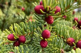 pine tree with small red cones