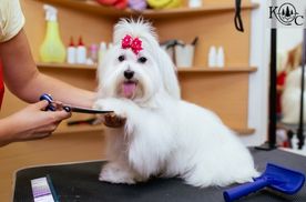 White long haired dog being groomed on a table