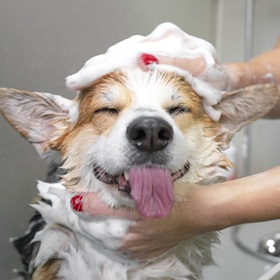 dog being washed with soap