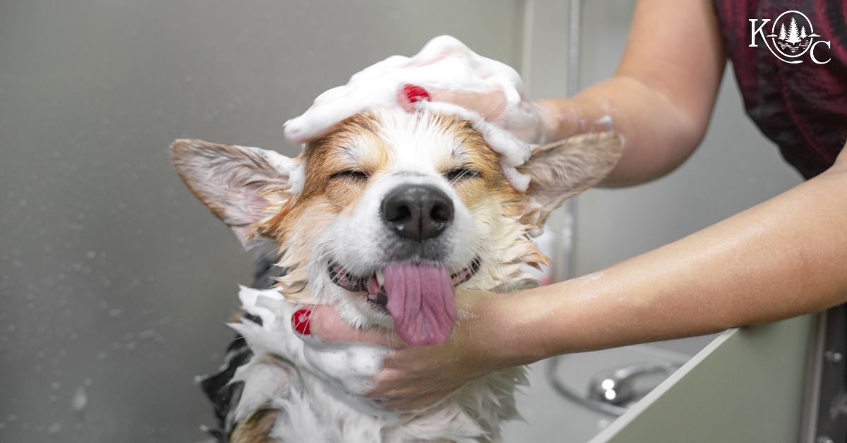 dog being washed