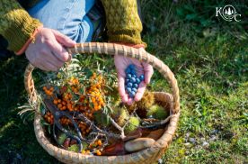 person holding a basket of wild foods
