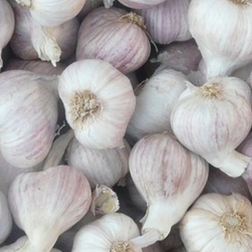 heads of garlic