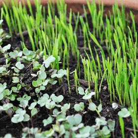 microgreens growing in soil