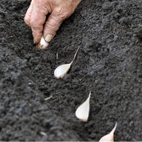hand planting garlic in soil