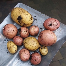 potatoes on a shovel blade