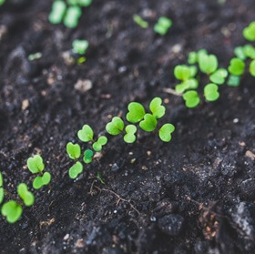 seedlings growing from soil