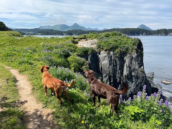 two dogs standing on a bluff overlooking the ocean