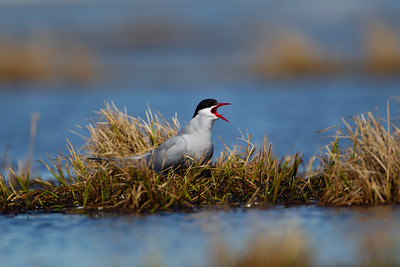 an arctic tern with beak open sitting on a tussock near a body of water