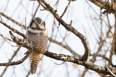 northern hawk owl perched in a tree