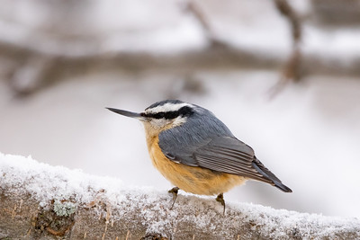 a nuthatch berched on a snowy branch